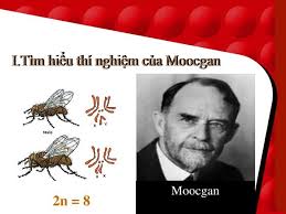 Di truyền liên kết không hoàn toàn là gì? Giải thích về thí nghiệm của Moocgan
